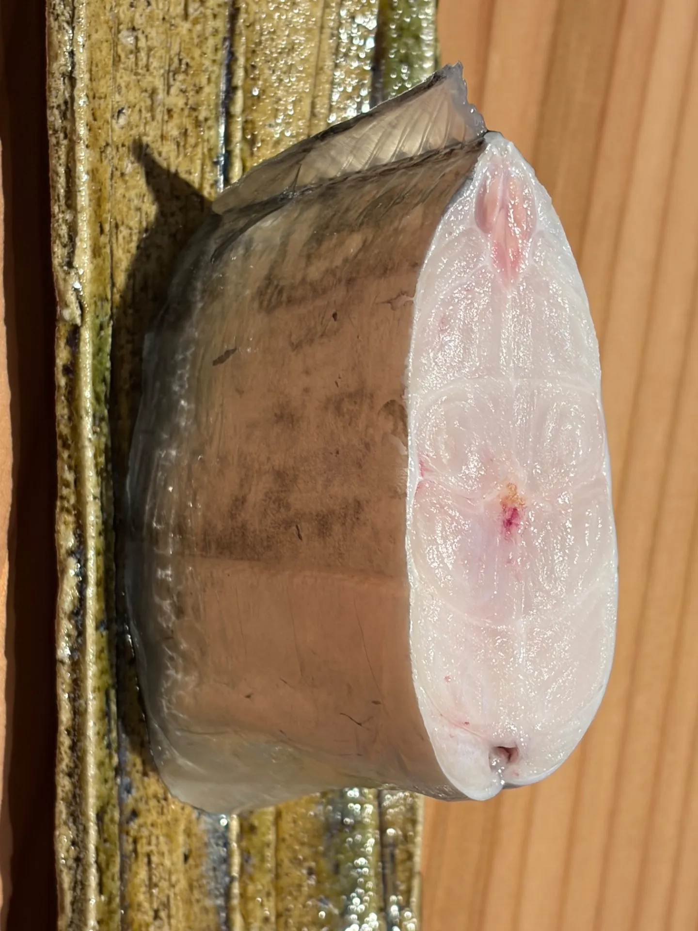 久しぶりのドラゴン級太刀魚入荷しました